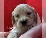 Small Photo #4 Goldendoodle Puppy For Sale in PORTSMOUTH, OH, USA