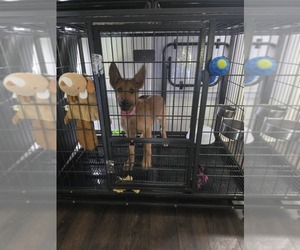 German Shepherd Dog Puppy for sale in GADSDEN, AL, USA