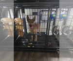Small German Shepherd Dog