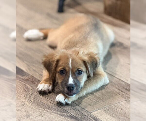 Medium Photo #2 Australian Shepherd-Unknown Mix Puppy For Sale in Genesee, WI, USA