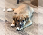Small Photo #2 Australian Shepherd-Unknown Mix Puppy For Sale in Genesee, WI, USA