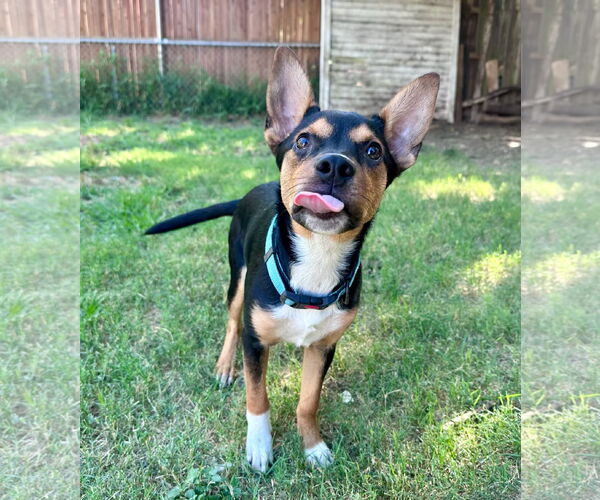 Medium Photo #6 Mutt Puppy For Sale in Lillian, TX, USA
