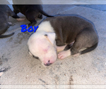Small Photo #7 American Staffordshire Terrier Puppy For Sale in HOMESTEAD, FL, USA