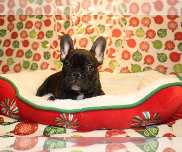 Medium Photo #6 French Bulldog Puppy For Sale in FORT WORTH, TX, USA