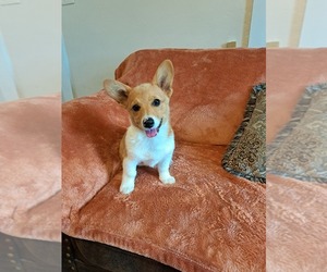 Pembroke Welsh Corgi Puppy for sale in SHILOH, OH, USA