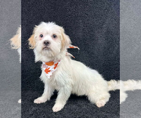 Medium Photo #3 Mutt Puppy For Sale in Grafton, WI, USA