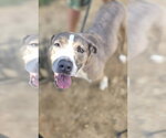 Small #1 American Staffordshire Terrier Mix