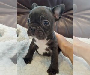French Bulldog Puppy for sale in LOS ANGELES, CA, USA