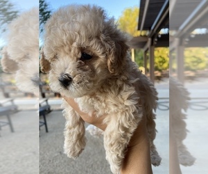 Goldendoodle (Miniature) Puppy for sale in RIVERSIDE, CA, USA