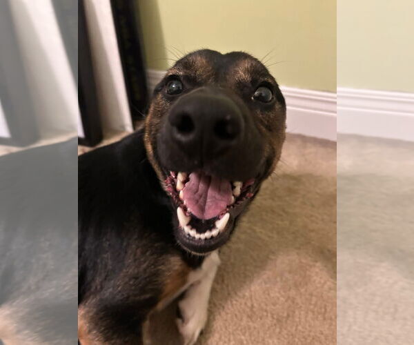 Medium Photo #3 Mutt Puppy For Sale in Germantown, OH, USA