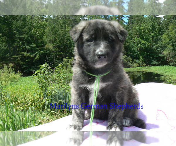 Medium Photo #6 German Shepherd Dog Puppy For Sale in PIEDMONT, MO, USA