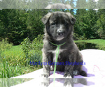 Small #5 German Shepherd Dog