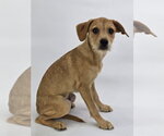 Small #2 German Shepherd Dog Mix