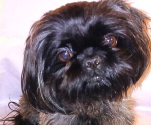 Mother of the Shih Tzu puppies born on 06/21/2025