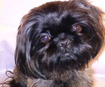 Small Photo #1 Shih Tzu Puppy For Sale in SALEM, OR, USA