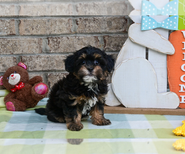Medium Photo #8 Havapoo Puppy For Sale in GUTHRIE, KY, USA