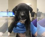 Small Labrador Retriever