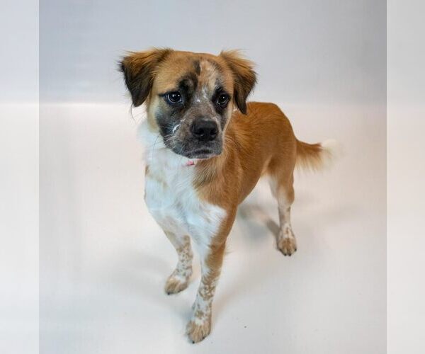 Medium Photo #5 Boxer-Colonial Cocker Spaniel Mix Puppy For Sale in Kennesaw, GA, USA