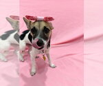 Small Photo #4 Chihuahua Puppy For Sale in Sandy, UT, USA