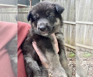 German Shepherd Dog Puppy for sale in BRANDON, MS, USA