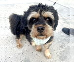 Small Cavapoo