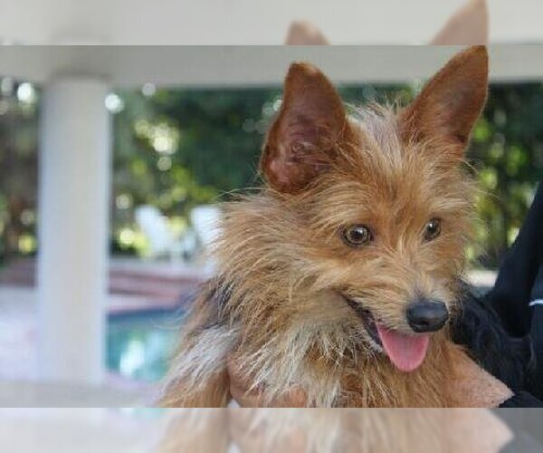 Medium Photo #3 Mutt Puppy For Sale in Weston, FL, USA