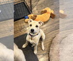 Small #2 Siberian Husky Mix