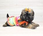 Small Photo #12 Shorkie Tzu Puppy For Sale in LAS VEGAS, NV, USA