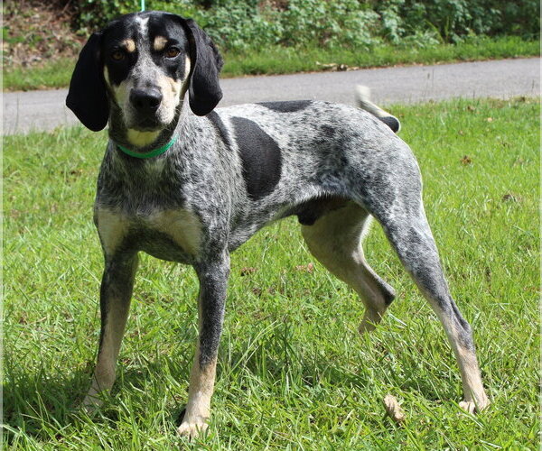 Medium Photo #4 Bluetick Coonhound-Unknown Mix Puppy For Sale in Prattville, AL, USA