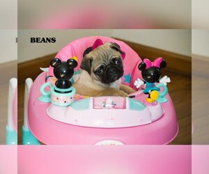 Pug Puppy for sale in CLARE, MI, USA