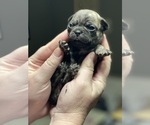 Small #12 Frenchie Pug