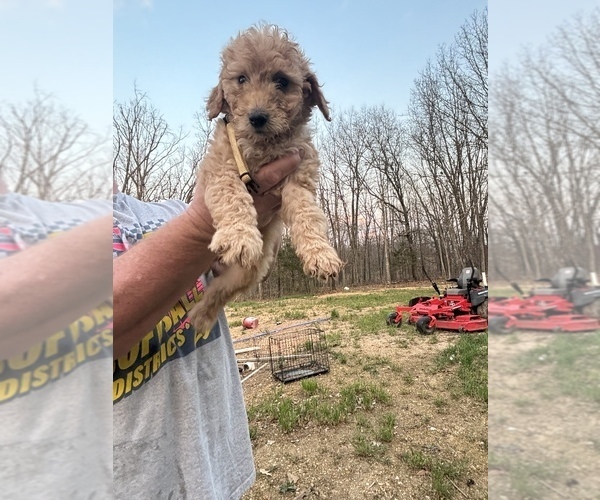 Medium Photo #5 Goldendoodle Puppy For Sale in MANSFIELD, MO, USA
