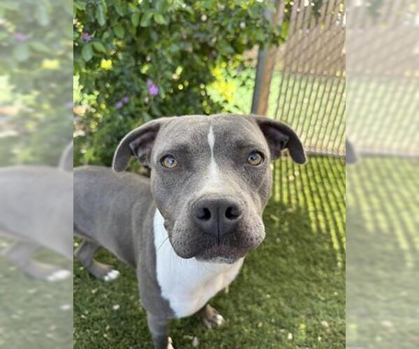 Medium Photo #2 American Pit Bull Terrier Puppy For Sale in Chula Vista, CA, USA