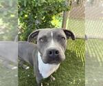 Small #1 American Pit Bull Terrier