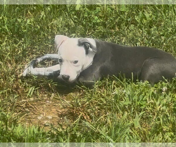 Medium Photo #3 American Staffordshire Terrier Puppy For Sale in Mouth Of Wilson, VA, USA