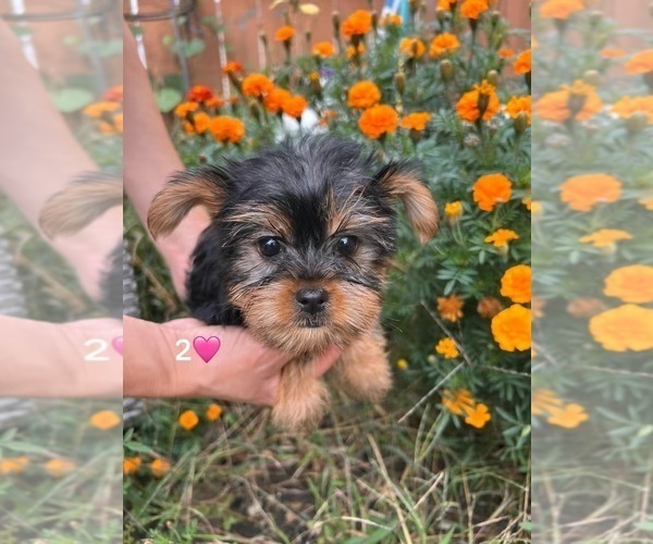 Medium Photo #2 Yorkshire Terrier Puppy For Sale in DES PLAINES, IL, USA