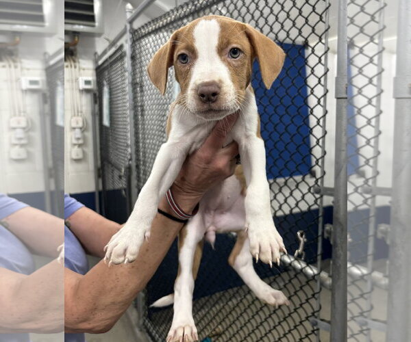 Medium Photo #1 Mutt Puppy For Sale in Sterling, MA, USA