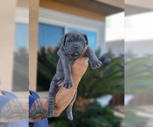 Cane Corso Puppy for sale in SAN JOSE, CA, USA
