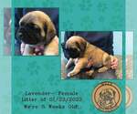 Small Photo #3 American Mastiff Puppy For Sale in JACKSON, OH, USA