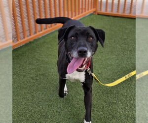 Labrador Retriever-Unknown Mix Dogs for adoption in Las Vegas, NV, USA