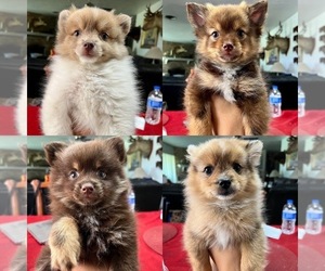 Pomeranian Puppy for sale in DE LEON SPRINGS, FL, USA