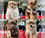 Small Photo #1 Pomeranian Puppy For Sale in DE LEON SPRINGS, FL, USA