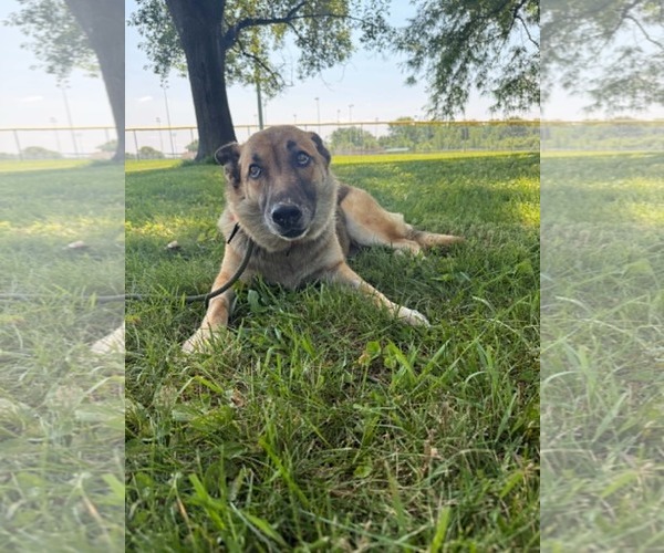 Medium Photo #8 German Shepherd Dog Puppy For Sale in Gretna, NE, USA