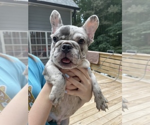 French Bulldog Puppy for sale in CUMMING, GA, USA