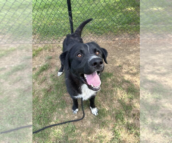 Medium Photo #7 Retriever -Unknown Mix Puppy For Sale in Evansville, IN, USA