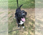 Small #6 Retriever  Mix