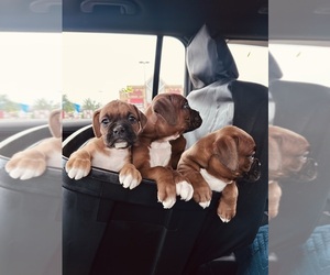 Boxer Puppy for sale in SOUTH BELOIT, IL, USA