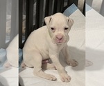 Boxer puppies - Male Boxer Puppy for Sale - Small photo