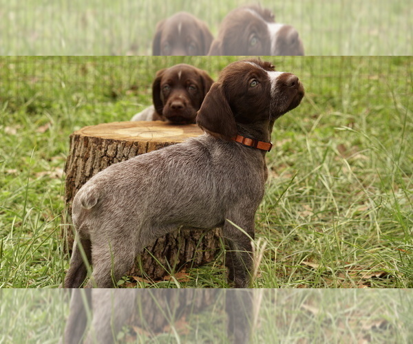 Medium Photo #1 German Shorthaired Pointer-German Wirehaired Pointer Mix Puppy For Sale in FREDERICKSBURG, TX, USA