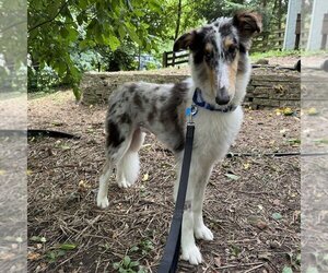 Collie Dogs for adoption in Dublin, OH, USA